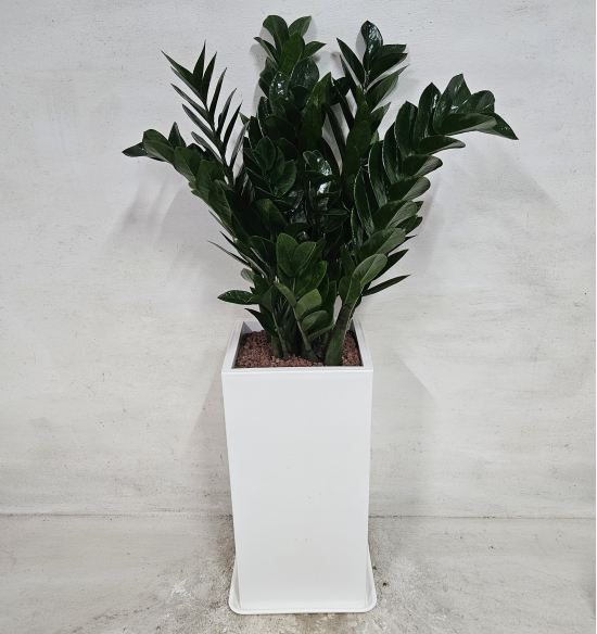 ������ ���� �ɹ��