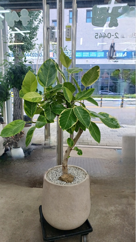 �뱸�����úϱ� ���� ĥ���ɵ��Ž��峻 �켺���� ��ǥ �ɹ�� �̹��� �������� �𰥰�������