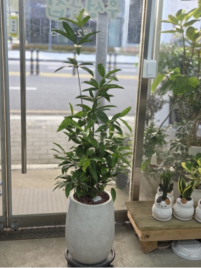 �뱸�����úϱ� ���� ĥ���ɵ��Ž��峻 �켺���� ��ǥ �ɹ�� �̹��� ���弼�Ǿ�