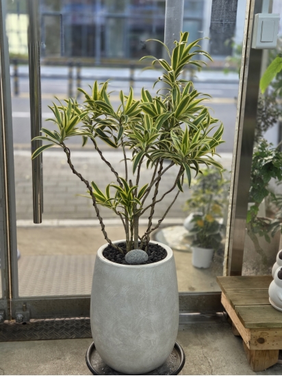 �뱸�����úϱ� ���� ĥ���ɵ��Ž��峻 �켺���� ��ǥ �ɹ�� �̹��� �ۿ����ε��