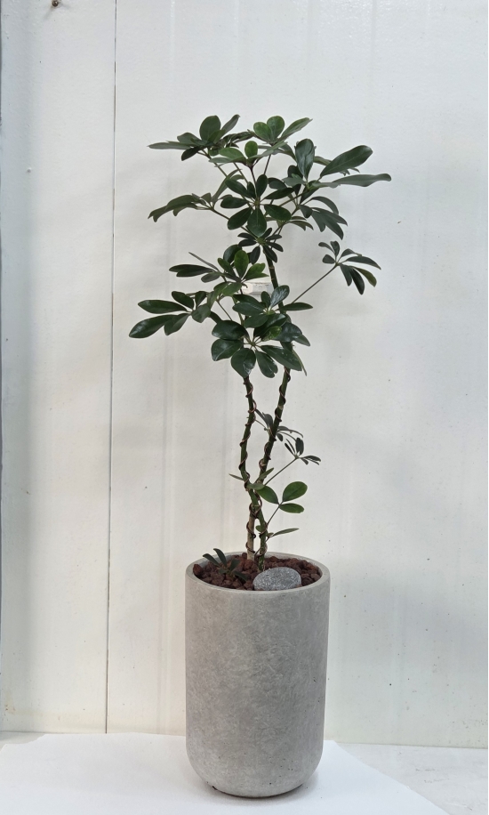 �뱸�����úϱ� ���� ĥ���ɵ��Ž��峻 �켺���� ��ǥ �ɹ�� �̹��� ȫ�����