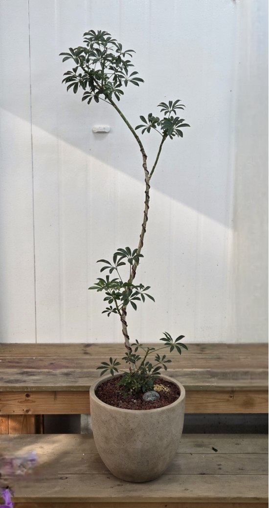 �뱸�����úϱ� ���� ĥ���ɵ��Ž��峻 �켺���� ��ǥ �ɹ�� �̹��� ȫ�����