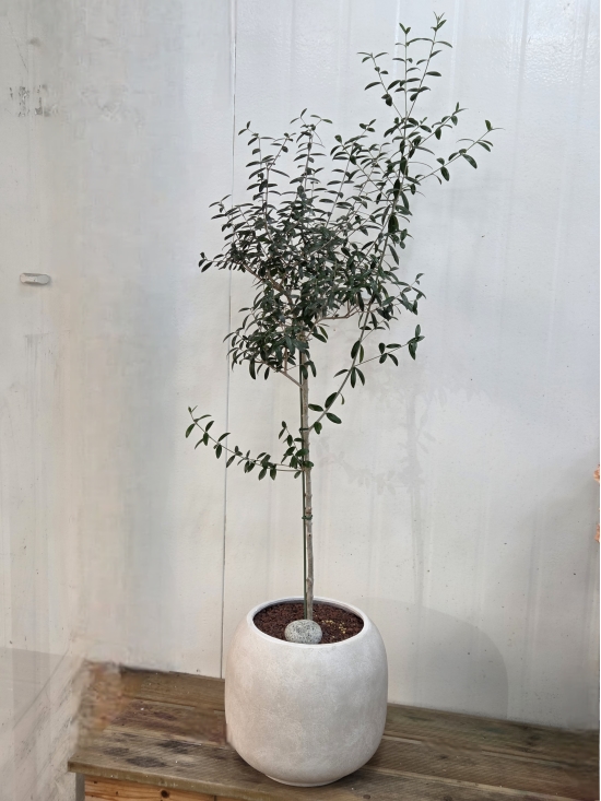 �뱸�����úϱ� ���� ĥ���ɵ��Ž��峻 �켺���� ��ǥ �ɹ�� �̹��� �ø���