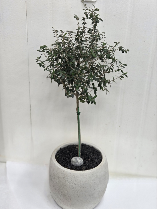 �뱸�����úϱ� ���� ĥ���ɵ��Ž��峻 �켺���� ��ǥ �ɹ�� �̹��� �ø���