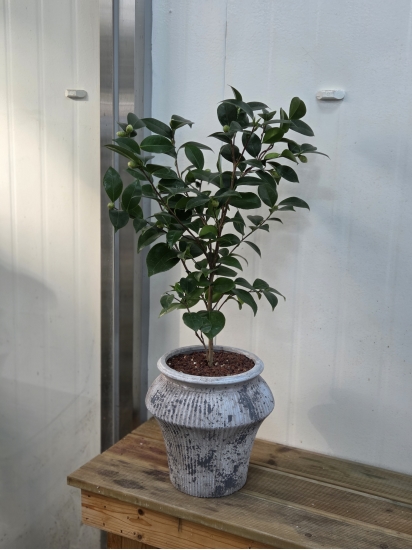 �뱸�����úϱ� ���� ĥ���ɵ��Ž��峻 �켺���� ��ǥ �ɹ�� �̹��� �����