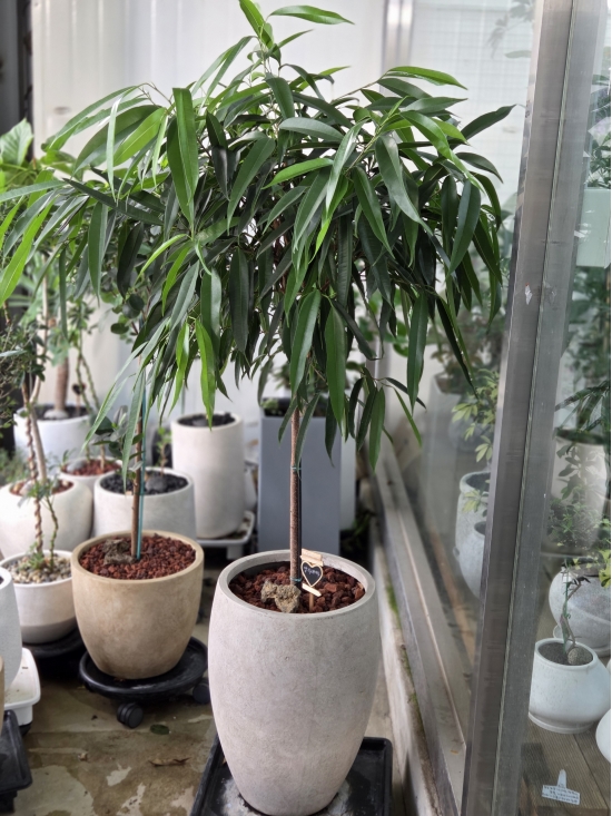 �뱸�����úϱ� ���� ĥ���ɵ��Ž��峻 �켺���� ��ǥ �ɹ�� �̹��� �˸���������