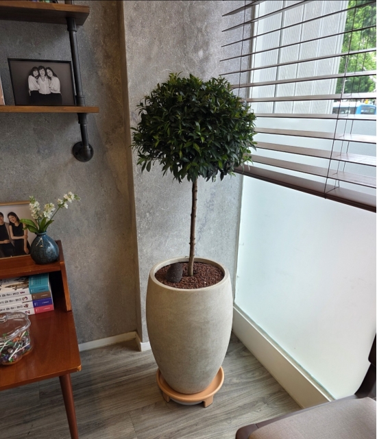 �뱸�����úϱ� ���� ĥ���ɵ��Ž��峻 �켺���� ��ǥ �ɹ�� �̹��� �Ǿ��