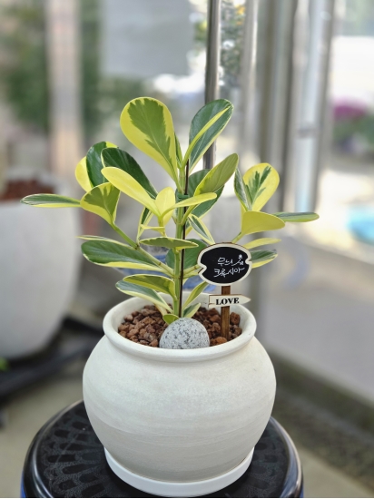 �뱸�����úϱ� ���� ĥ���ɵ��Ž��峻 �켺���� ��ǥ �ɹ�� �̹��� ����ũ��þ�