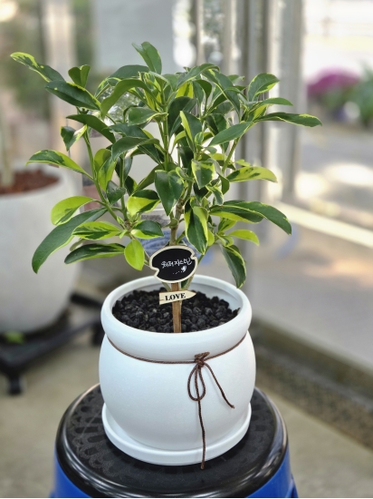 �뱸�����úϱ� ���� ĥ���ɵ��Ž��峻 �켺���� ��ǥ �ɹ�� �̹��� �����ڽ���