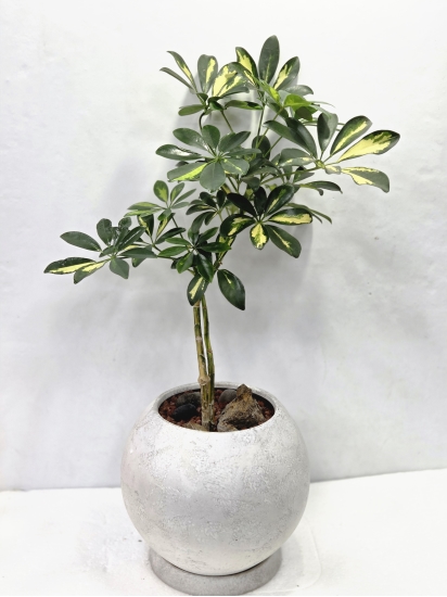 �뱸�����úϱ� ���� ĥ���ɵ��Ž��峻 �켺���� ��ǥ �ɹ�� �̹��� ����ȫ�����