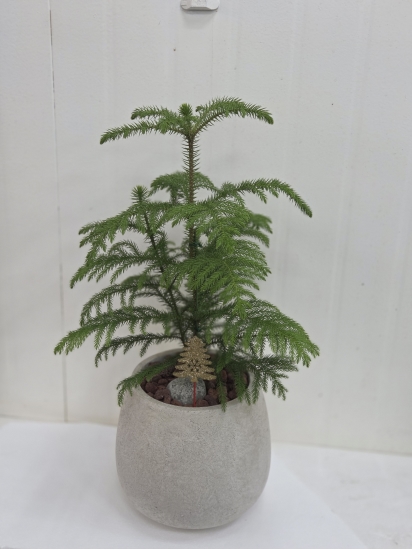 �뱸�����úϱ� ���� ĥ���ɵ��Ž��峻 �켺���� ��ǥ �ɹ�� �̹��� �ƶ��ī����