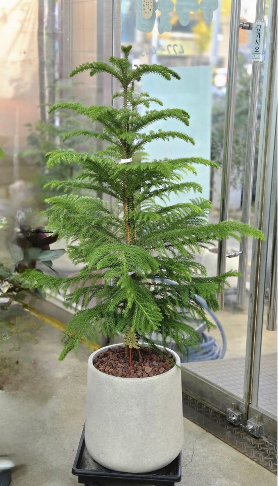 �뱸�����úϱ� ���� ĥ���ɵ��Ž��峻 �켺���� ��ǥ �ɹ�� �̹��� �ƶ��ī����