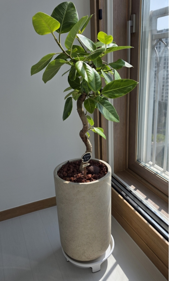 �뱸�����úϱ� ���� ĥ���ɵ��Ž��峻 �켺���� ��ǥ �ɹ�� �̹��� �𰥰�������