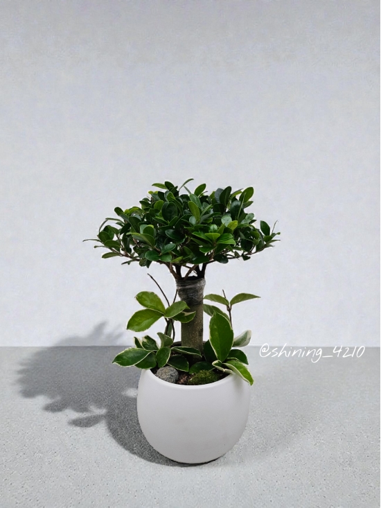 �Ҵ���������(���̺�) �ɹ�� ����