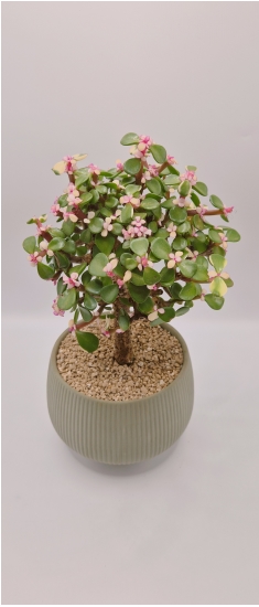 �ƾǹ� ���� �ɹ��