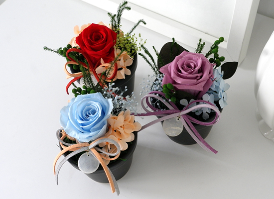 Endless Love - ����ȭ�� 3set ���� �ɹ��