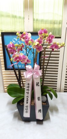 Living with flowers everyday - Newyork style Orchid 달링 꽃배달 꽃집 