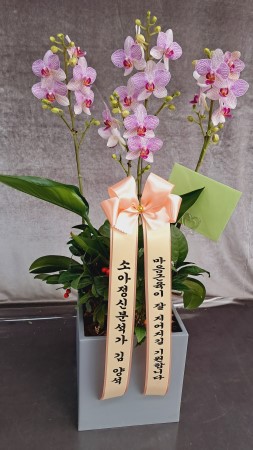 �� �簢 ȭ���� ����ȫ ����� (��) �ɹ�� ���� 