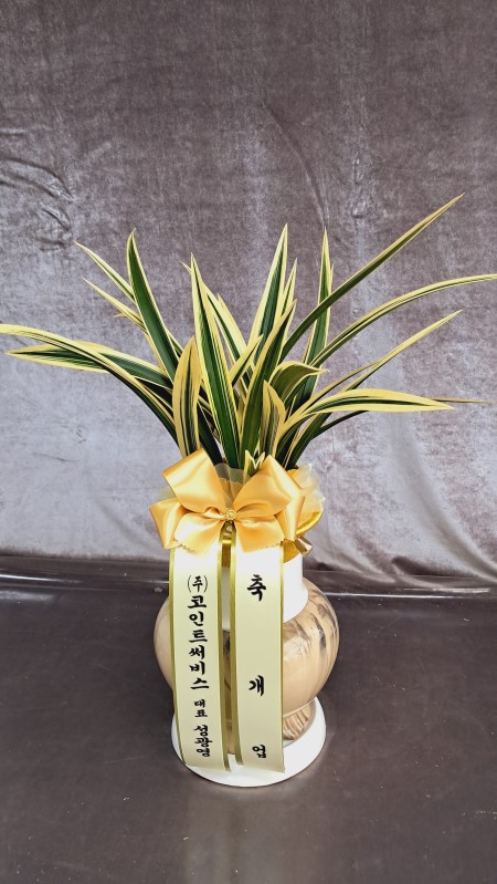 [ǰ���ִ� ���糭] ���ƹ�ȣ �ɹ�� ���� 