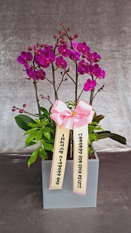 [����]����� ��õȫ (�߼�) (ȭ�⺯��) �ɹ�� ���� 