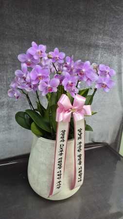 �ü��� �ӹ��� �ϴ� �ǳ� �Ĺ� - ����� ��ũȣ����(��ġ����ũ) �ɹ�� ���� 