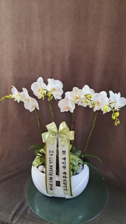 Office&Nature White Orchid () [ȭ⺯] ɹ  