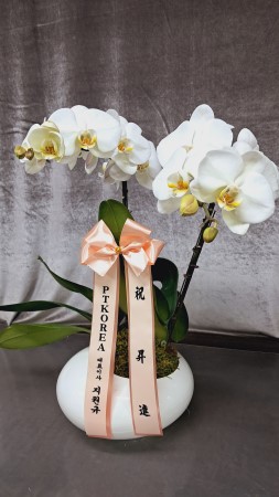 Office&Nature White Orchid (��) [ȭ�⺯��] �ɹ�� ���� 