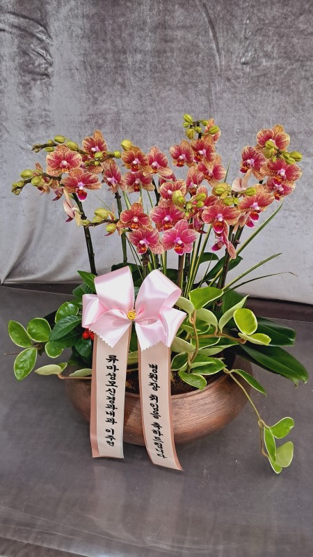 [Decorating with Orchids] �ݳ��� (��) �ɹ�� ���� 