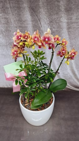 [����]�����ϴ� ���� ��� - ȣ���� ����� (��) (ȭ�⺯��) �ɹ�� ���� 