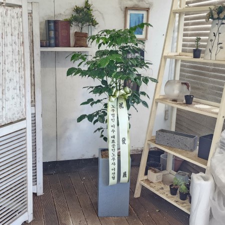 개업식을 빛내주는 인테리어 식물 - 녹보수 꽃배달 꽃집 