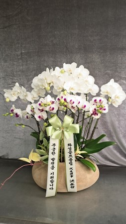 [����/��������] White Elegant Orchid   �����ں��� (��) �ɹ�� ���� 
