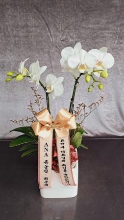 Decorating with Orchids() - õ  ȭƮȣ ɹ  