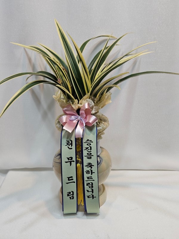 �¾�� �ɹ�� ���� 