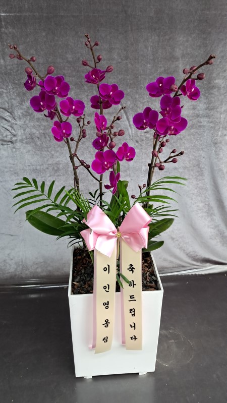 [����]����� ��õȫ (�߼�) (ȭ�⺯��) �ɹ�� ���� 