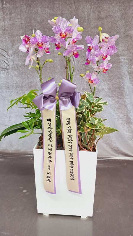 �� �簢 ȭ���� ����ȫ ����� (��) �ɹ�� ���� 