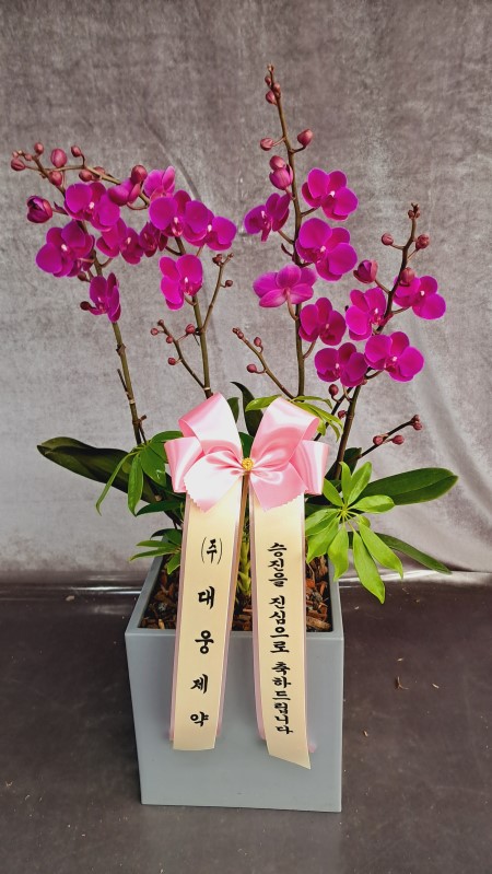 [����]����� ��õȫ (�߼�) (ȭ�⺯��) �ɹ�� ���� 