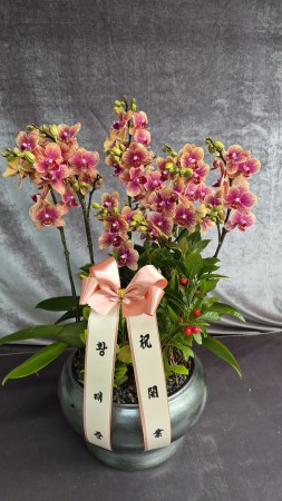 [Decorating with Orchids] �ݳ��� (��) �ɹ�� ���� 