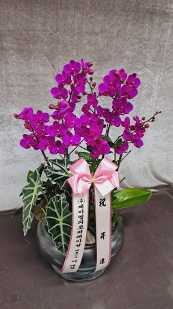 []Ƹٿ ִ  -  ȭ õȫ () (ȭ⺯) ɹ  