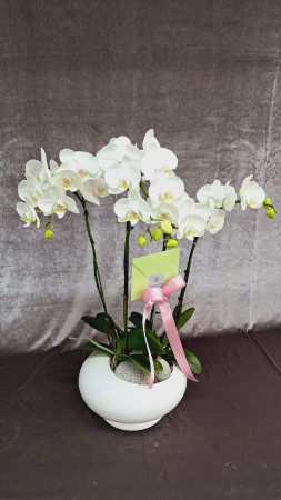 Office&Nature White Orchid () [ȭ⺯] ɹ  