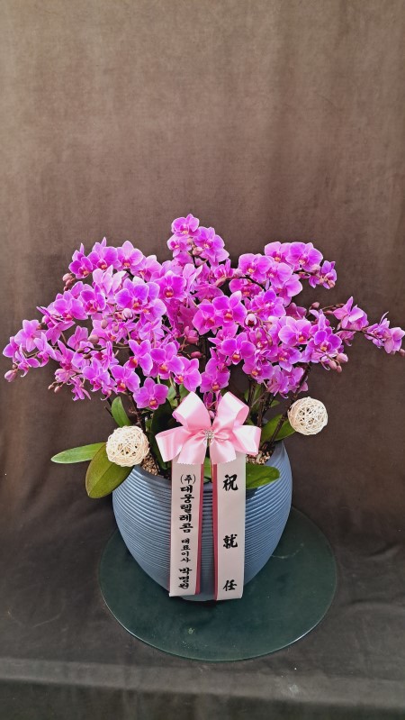 Living with flowers everyday - Newyork style Orchid ũƲ ɹ  