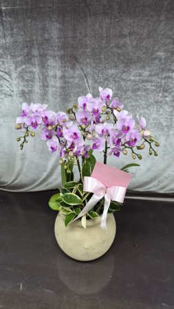 Phalenopsis - Pink garden �ɹ�� ���� 