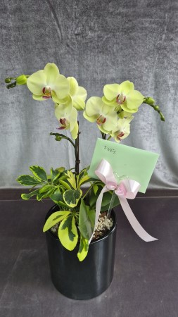 ��� ������ ���� ���� �ɹ�� ���� 