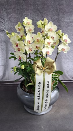 [����,������]����� ������ ���� - ����� ���� (��) (ȭ�⺯��) �ɹ�� ���� 