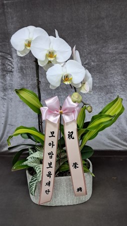 [����/��������] White Elegant Orchid  �������� �ɹ�� ���� 