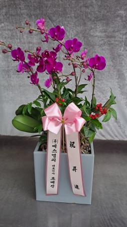 [����]����� ��õȫ (�߼�) (ȭ�⺯��) �ɹ�� ���� 