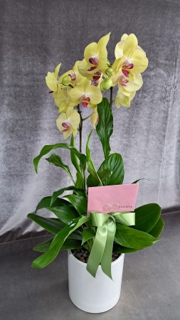 �Ƹ��ٿ��� �ִ� ����-���ñ׸� �ɹ�� ���� 