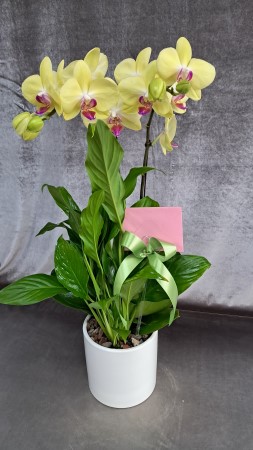 �Ƹ��ٿ��� �ִ� ����-���ñ׸� �ɹ�� ���� 