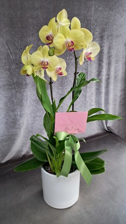 �Ƹ��ٿ��� �ִ� ����-���ñ׸� �ɹ�� ���� 