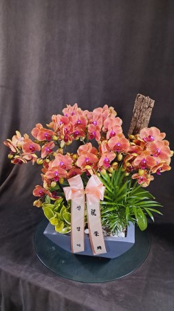 Living with flowers everyday - Newyork style Orchid ޸ ɹ  