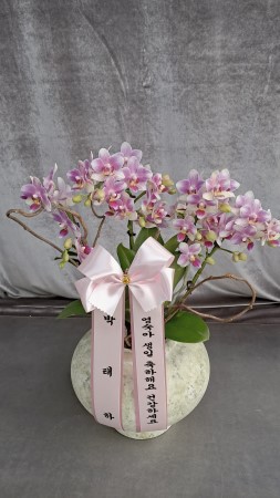 Phalenopsis - Pink garden �ɹ�� ���� 
